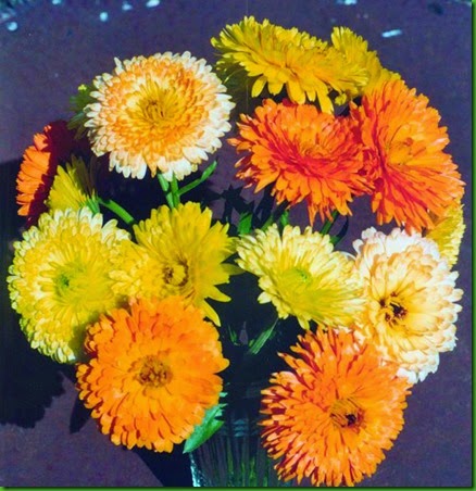 Calendula_pacific-beauty Calendula_pacific-beauty