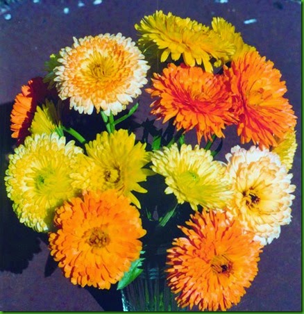 Calendula_pacific-beauty