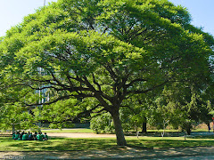 Album (digital) de fotos de Ibirapuera. 