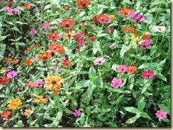 IMG_0868 IMG_0868
