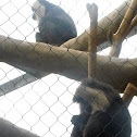 Baboon
