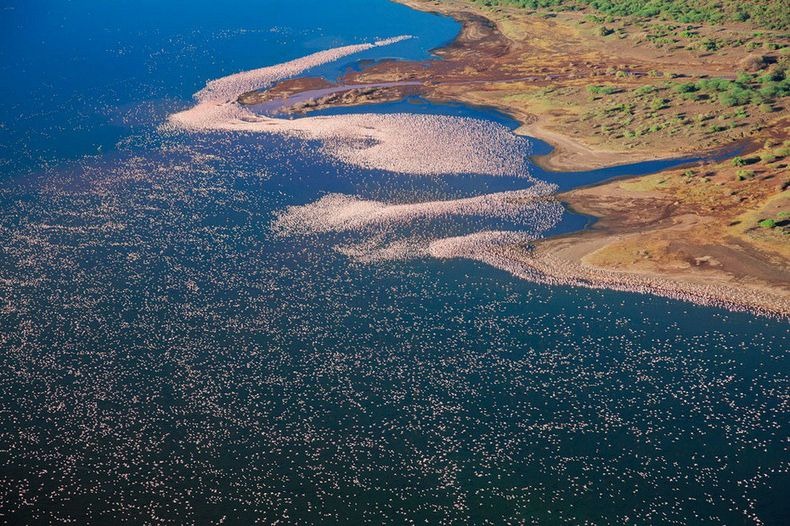 اكبر مجمع للطيور «بحيرة ناكورو» Lake-nakuru-flamingos-7%25255B6%25255D