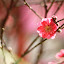 orchid_0075.JPG