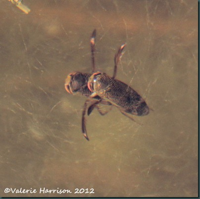 water-boatman