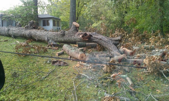 [Tree25.jpg]