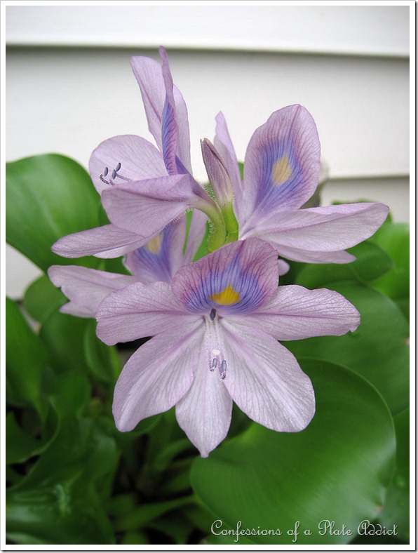 flower flower
