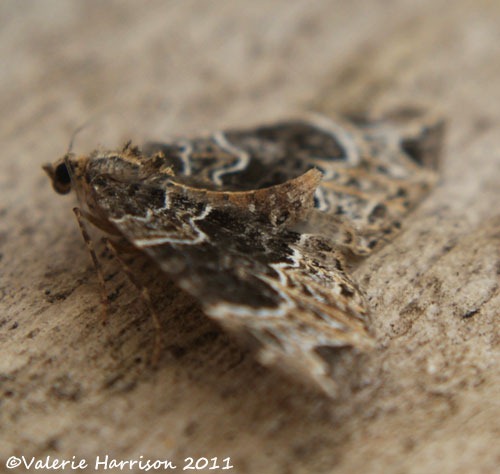 [Small-phoenix-2%255B2%255D.jpg]
