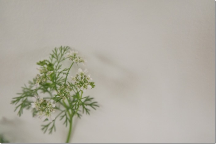 DSCF4655