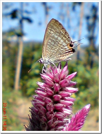 The Peablue, Pea Blue, or Long-tailed Blue (Lampides boeticus) 3