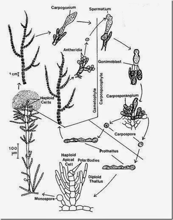 Batrachospermum  Life cycle 