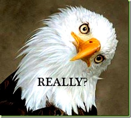 Bald Eagle head tilt - 'Really' Bald Eagle head tilt - 'Really'