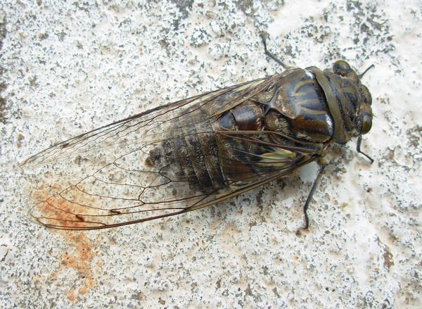 4- Cigarra 4- Cigarra