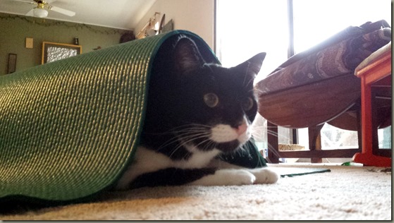 Forward Facing Cat Forward Facing Cat