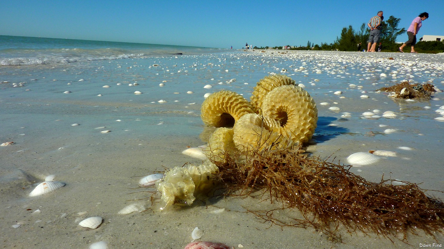[Sanibel%2520Shell%2520and%2520birds_094%255B3%255D.jpg]