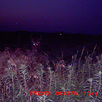 nichols deer 303.JPG