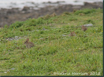 4-bunnies 4-bunnies