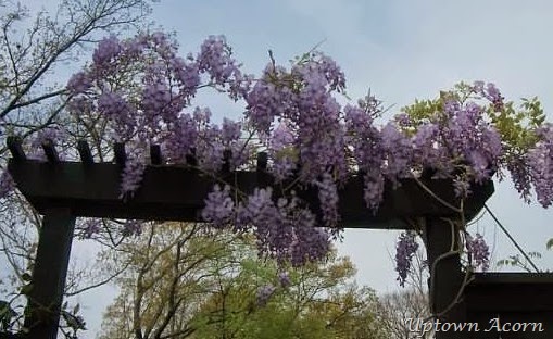 [wisteria%255B4%255D.jpg]