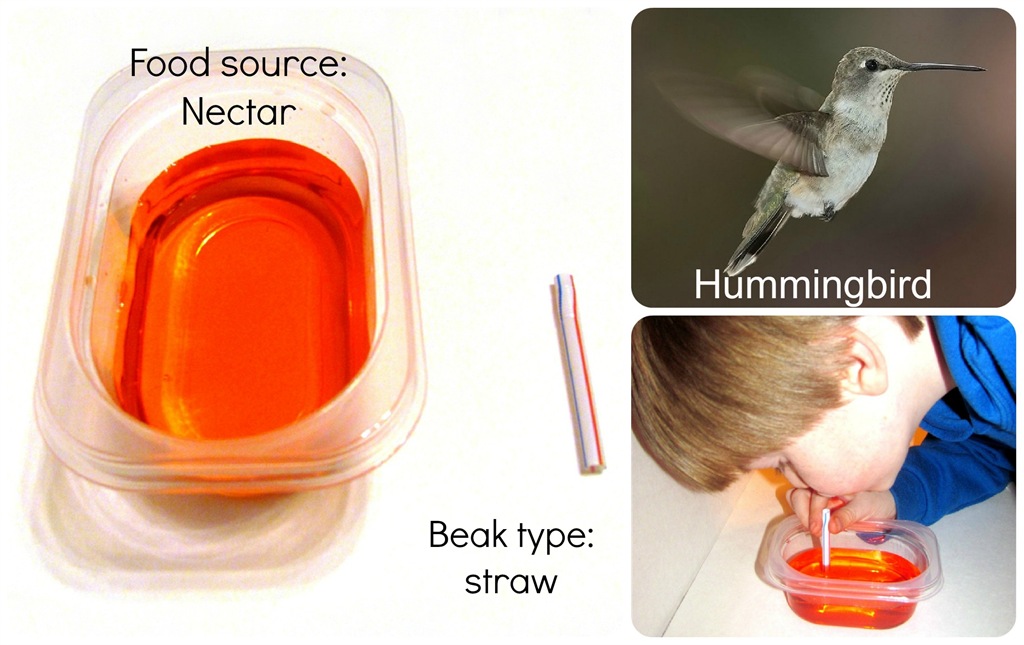 [hummingbird-beak-words-v2%255B1%255D.jpg]