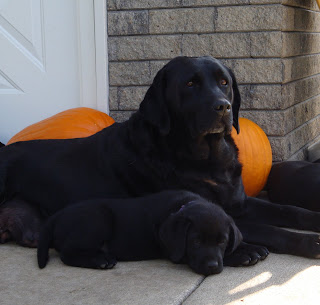 Mama Shiner with "Miss Purple"
Lucy
October 2011