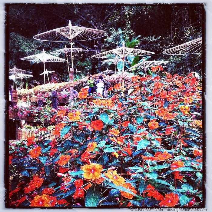 Flowers and umbrellas Golden Triangle Thailand