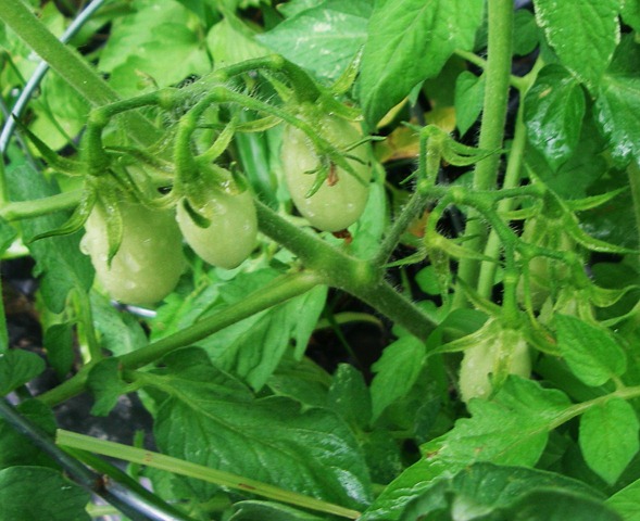 [Garden4%255B3%255D.jpg]