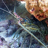 A Spiny Lobster Hiding Under Some Coral - Noumea, New Caledonia
