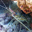 A Spiny Lobster Hiding Under Some Coral - Noumea, New Caledonia