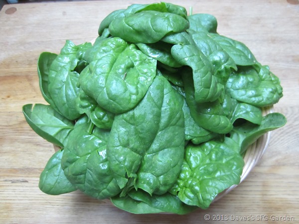 [spinach3.jpg]