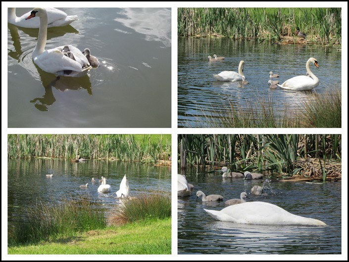 G Signets G Signets