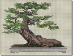 bonsai 1