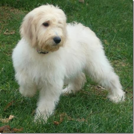 coda-the-goldendoodle coda-the-goldendoodle