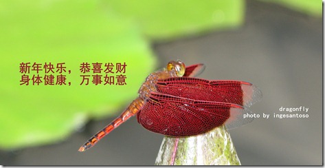 Happy chinese new year 2012