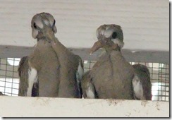 White-winged siblings 5-16-2012 3-12-04 PM 1929x1331