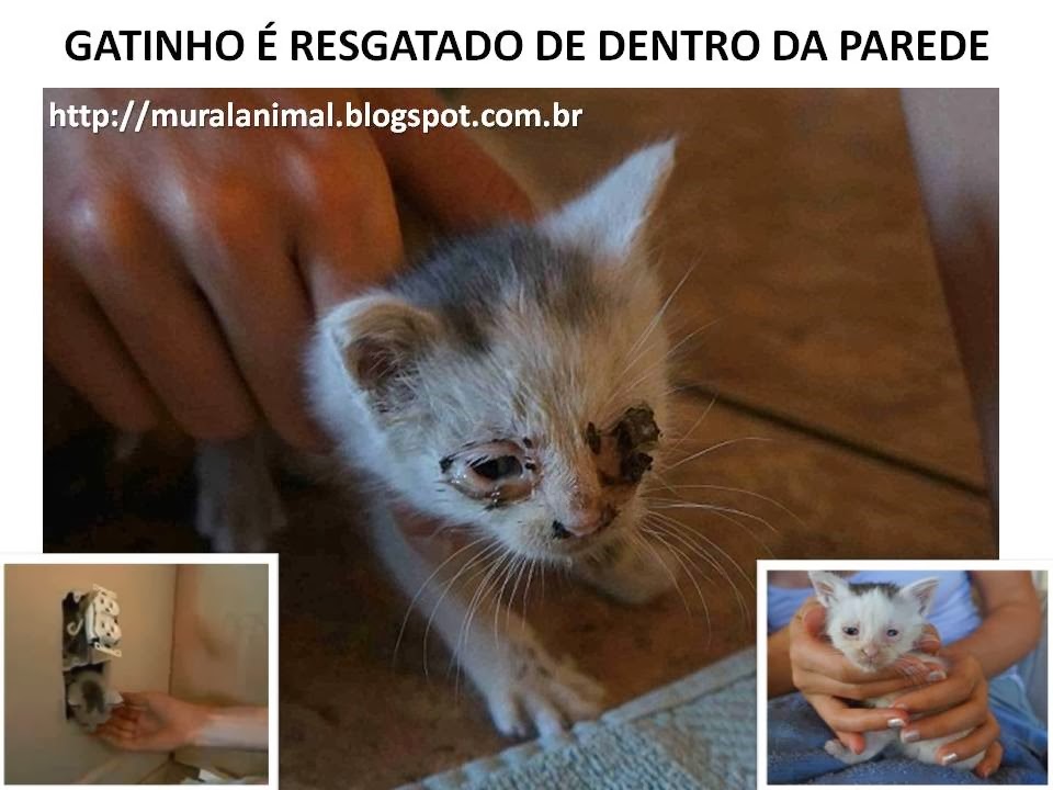 [gatinho-parede%255B3%255D.jpg]
