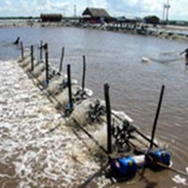 Cân bằng Ammonia trong ao nuôi tôm sú