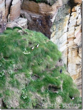Atlantic puffins at Dunnet Head