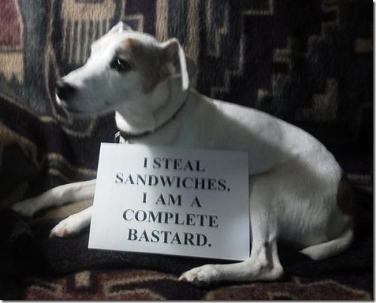 dog-shaming-bad-25