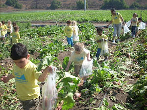 Everyone is enjoying looking for vegetables!