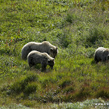 Grizzlies, mamãe e bebês, Denali, Alaska, EUA