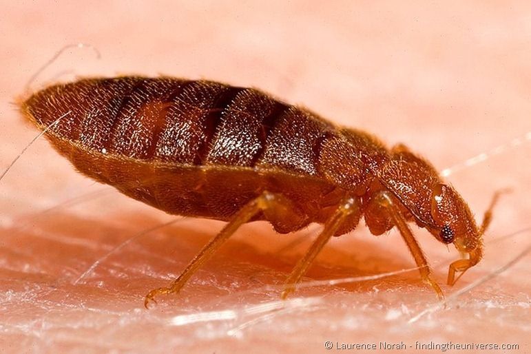 800px-Adult_bed_bug,_Cimex_lectularius 800px-Adult_bed_bug,_Cimex_lectularius