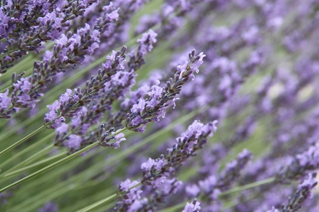 lavendel lavendel