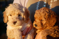 Red, Blond cream Labradoodles.