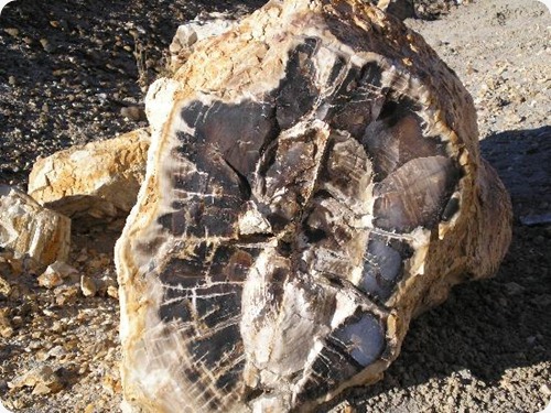 bosque-petrificado bosque-petrificado