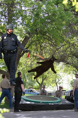 [falling-bear-meme-1%255B2%255D.jpg]