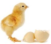chicken-or-egg-first-marathi