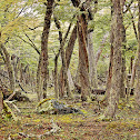 Lenga Southern Beech
