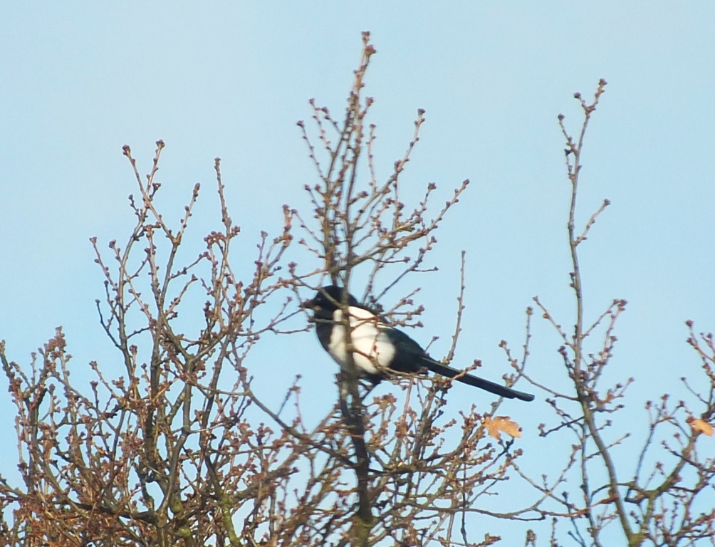 [magpie%255B3%255D.jpg]