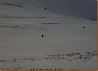 Arctic Hare Arctic Hare