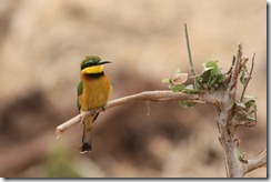 Little Bee-eater 