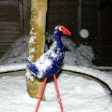 December 2009 Snow